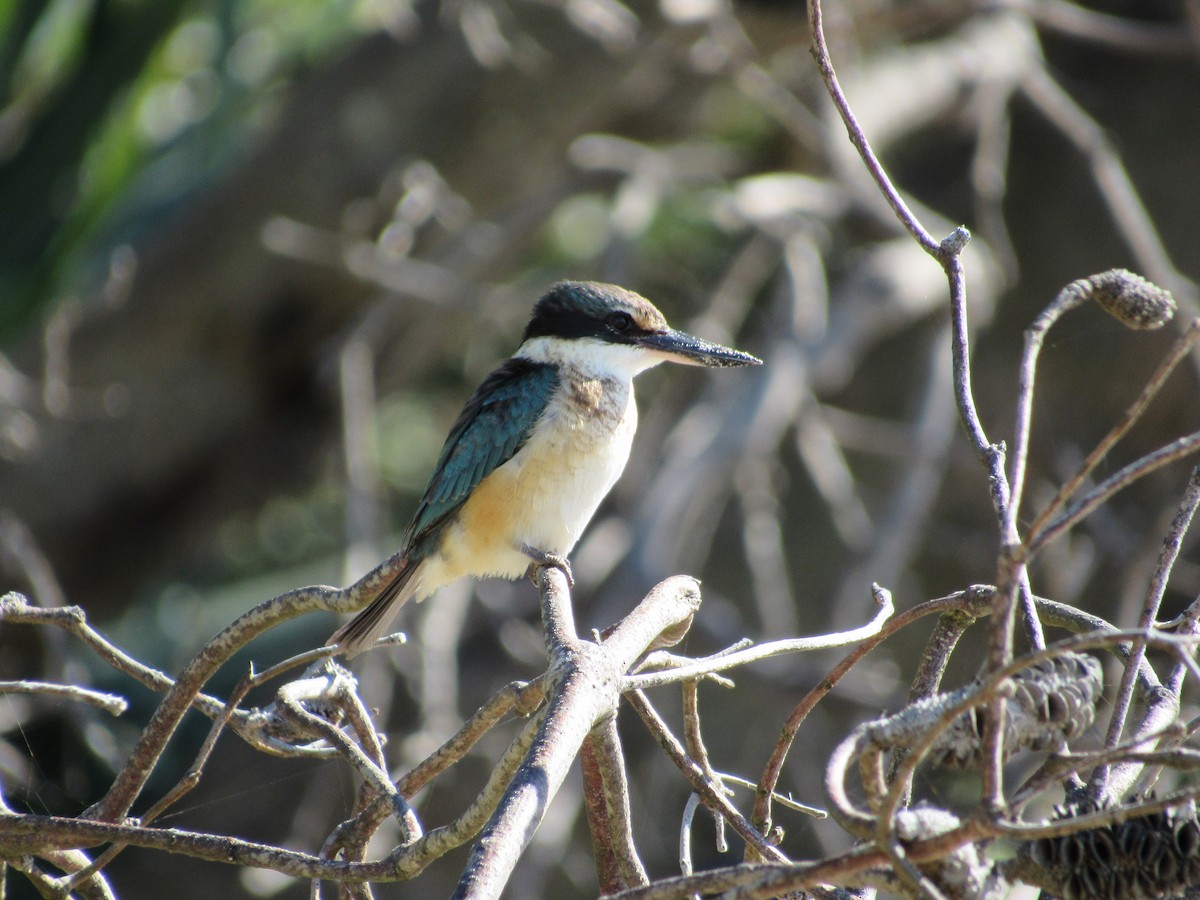 Sacred Kingfisher - Emma Fitzsimmons