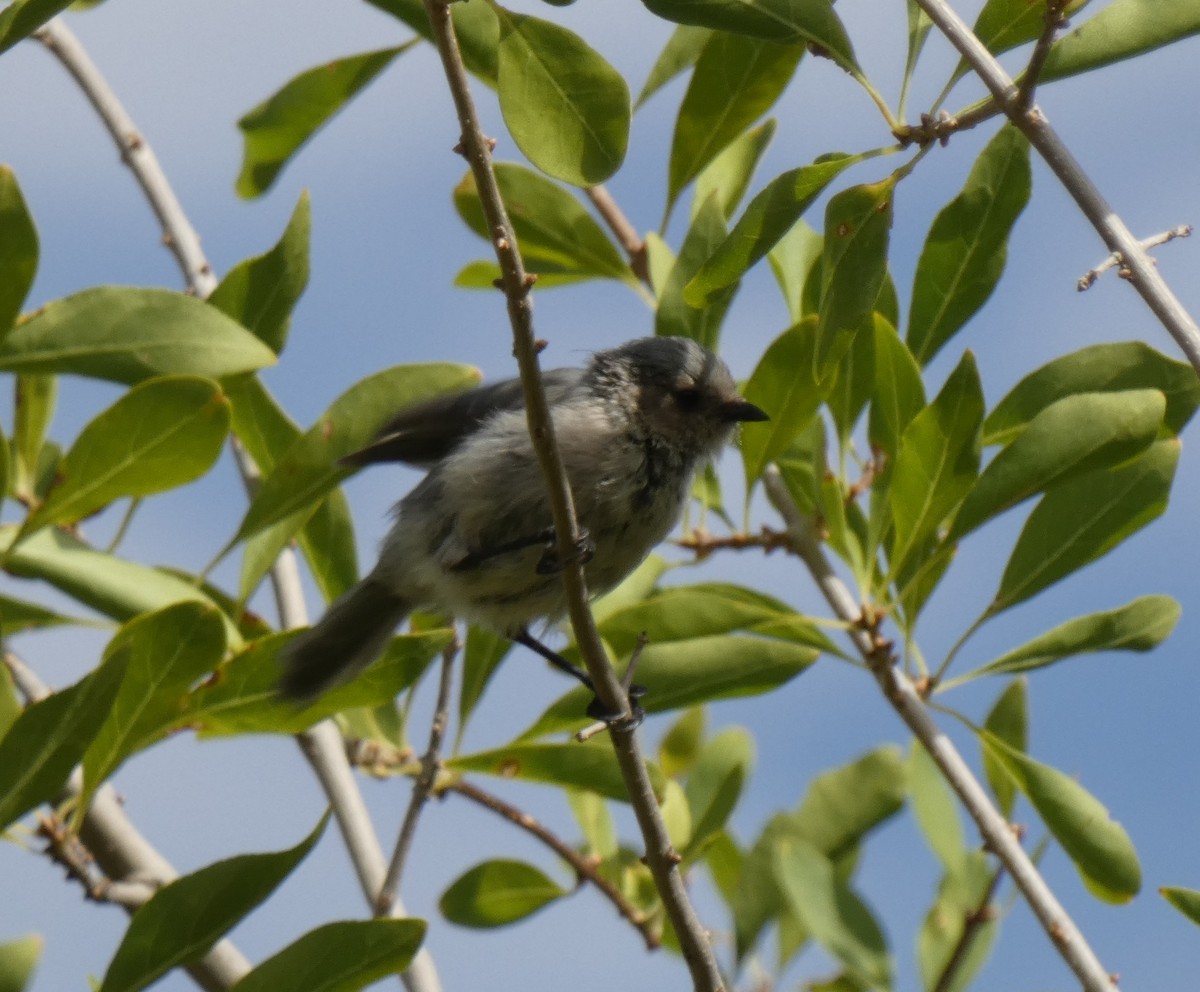 Bushtit - ML608844866