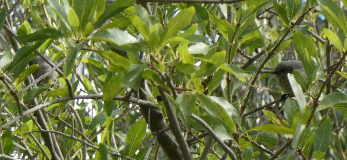 Bushtit - ML608844872