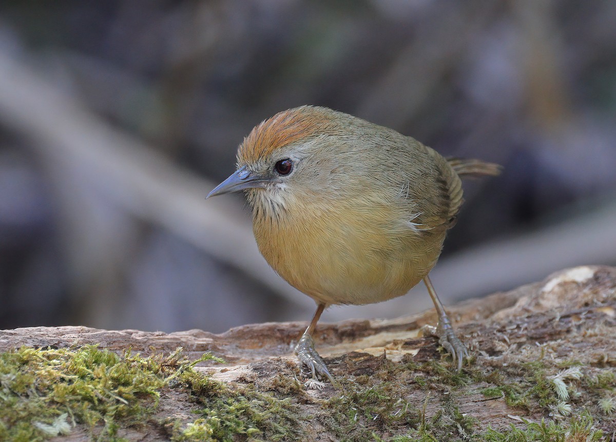 Rufous-fronted Babbler - ML608844886