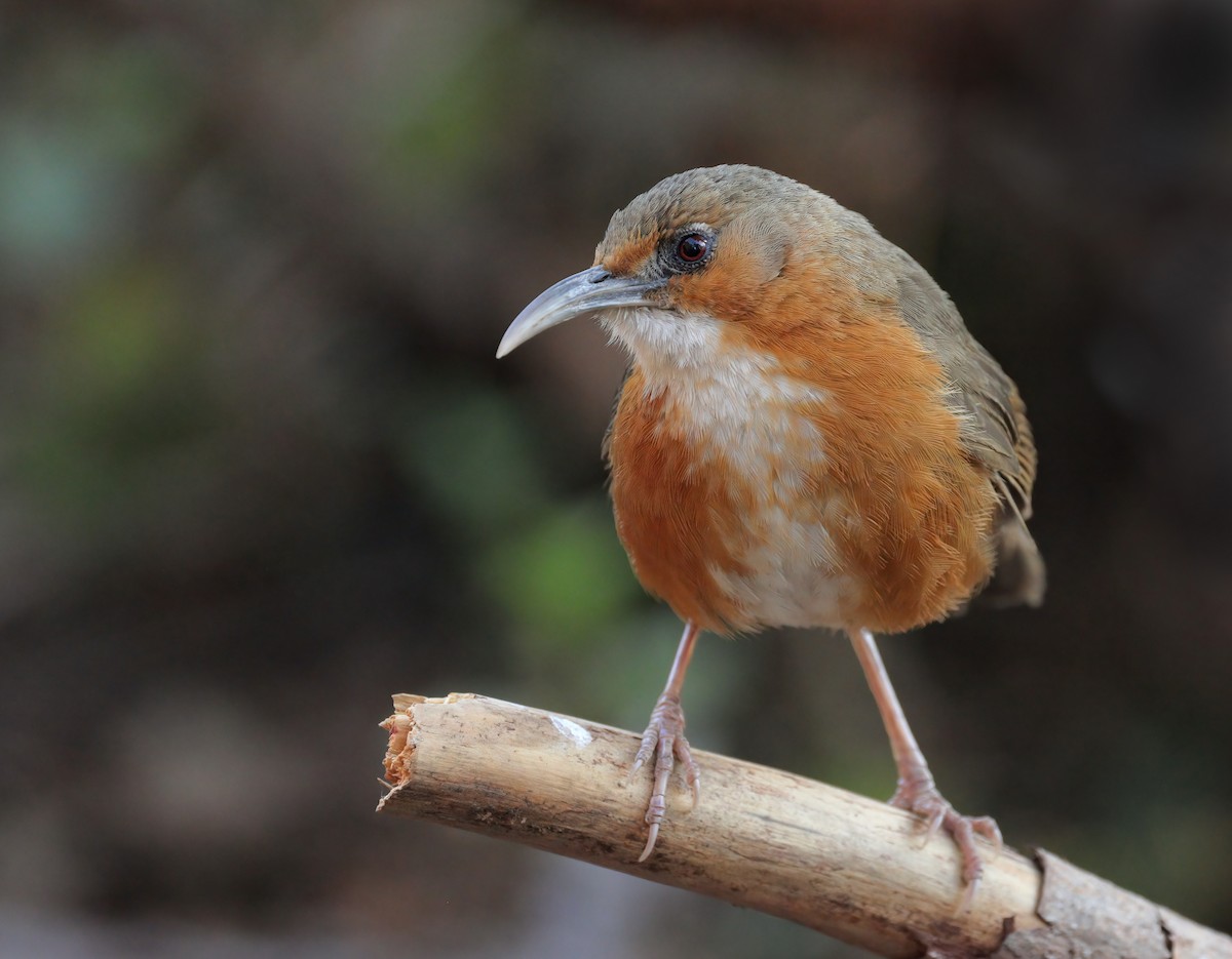 Rusty-cheeked Scimitar-Babbler - ML608844893