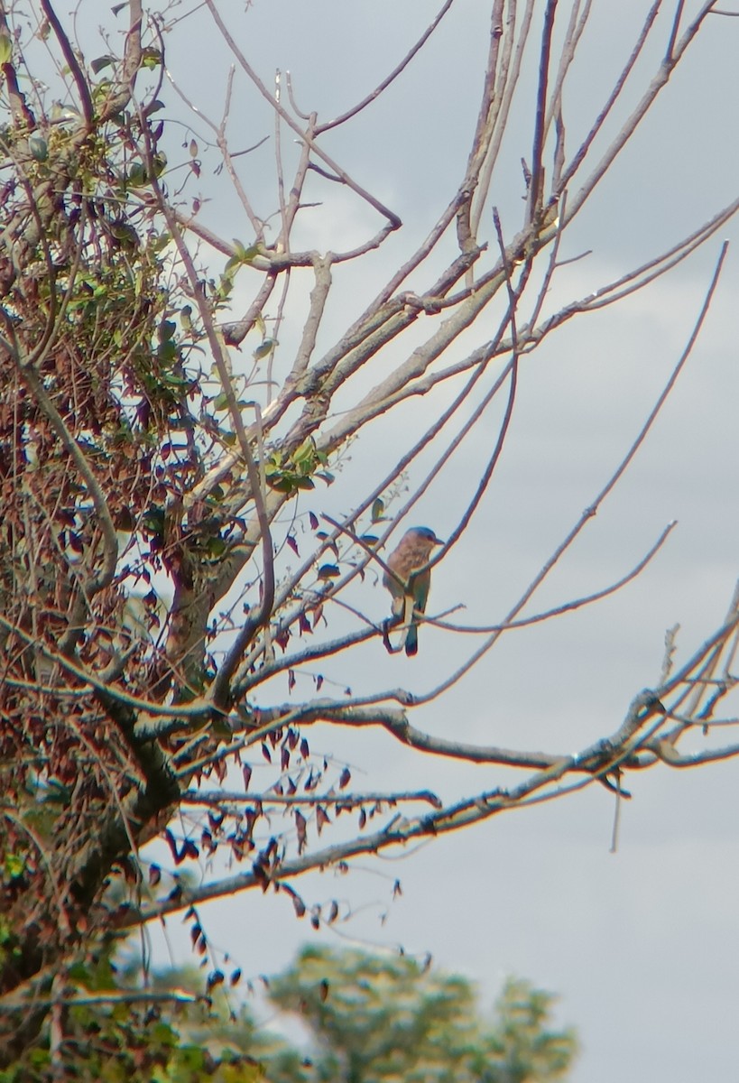 Indian Roller - ML608844896