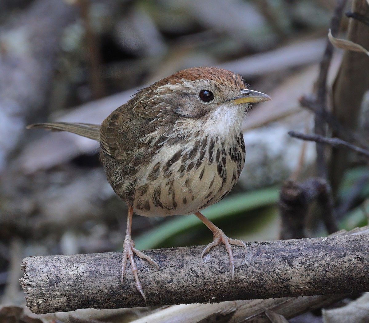 Puff-throated Babbler - sheau torng lim