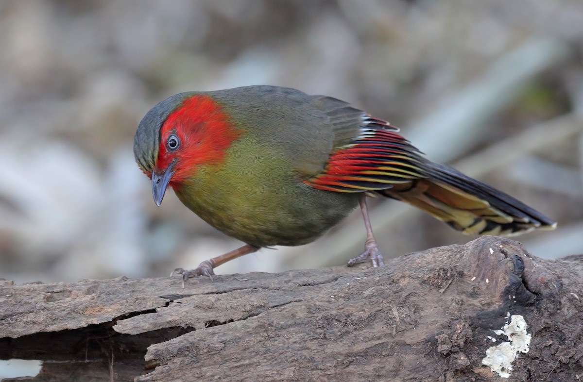 Scarlet-faced Liocichla - ML608844929