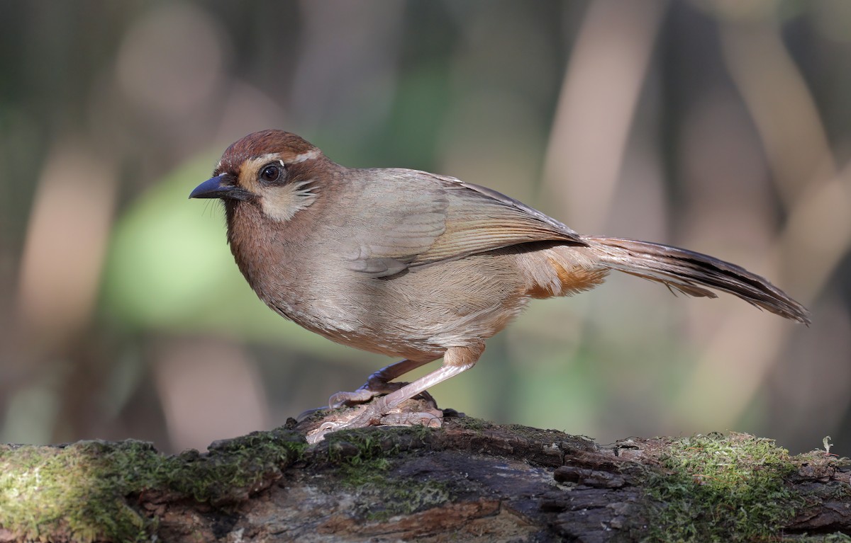 White-browed Laughingthrush - ML608844936