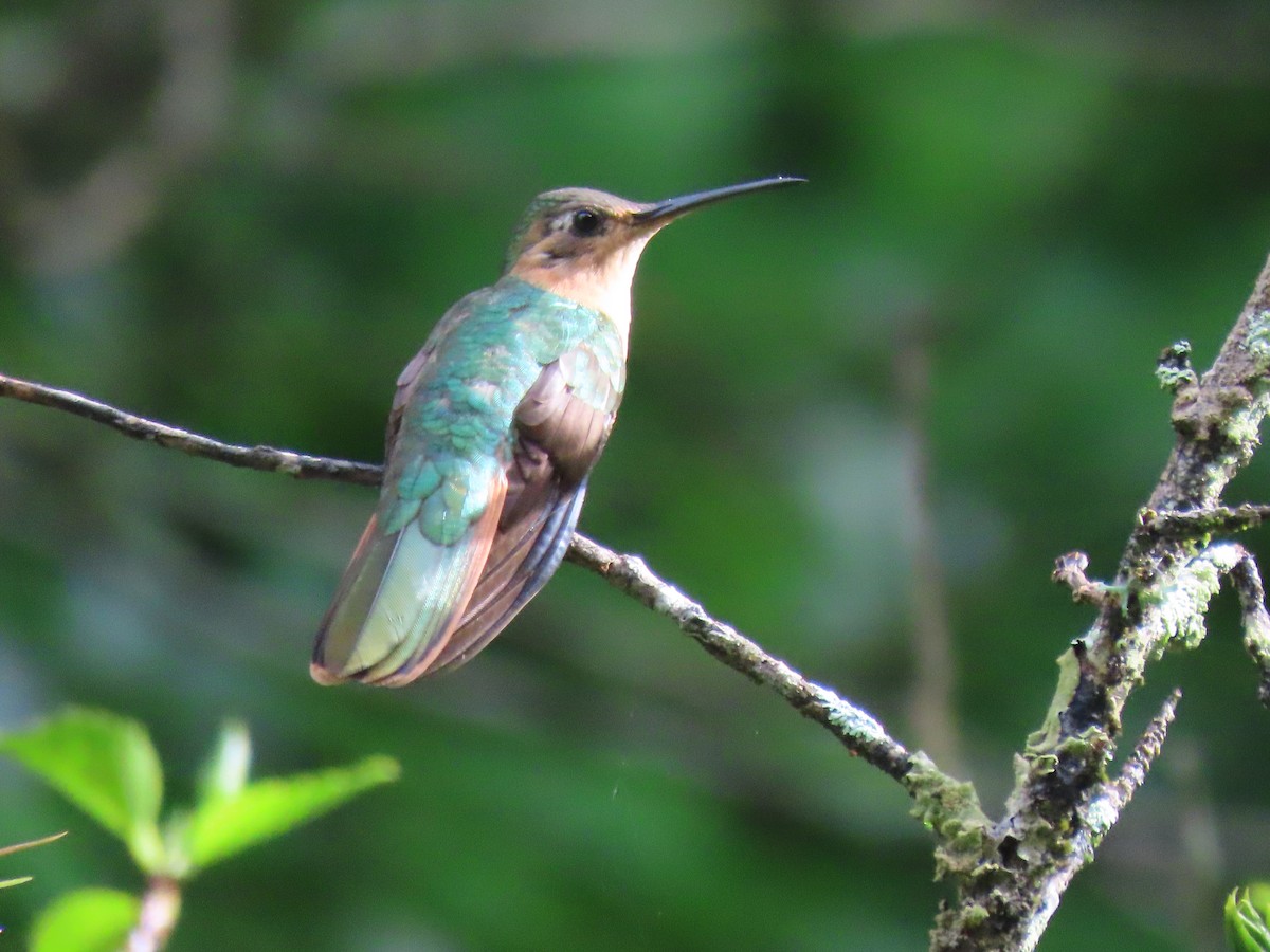 Rufous Sabrewing - Emanuel Serech