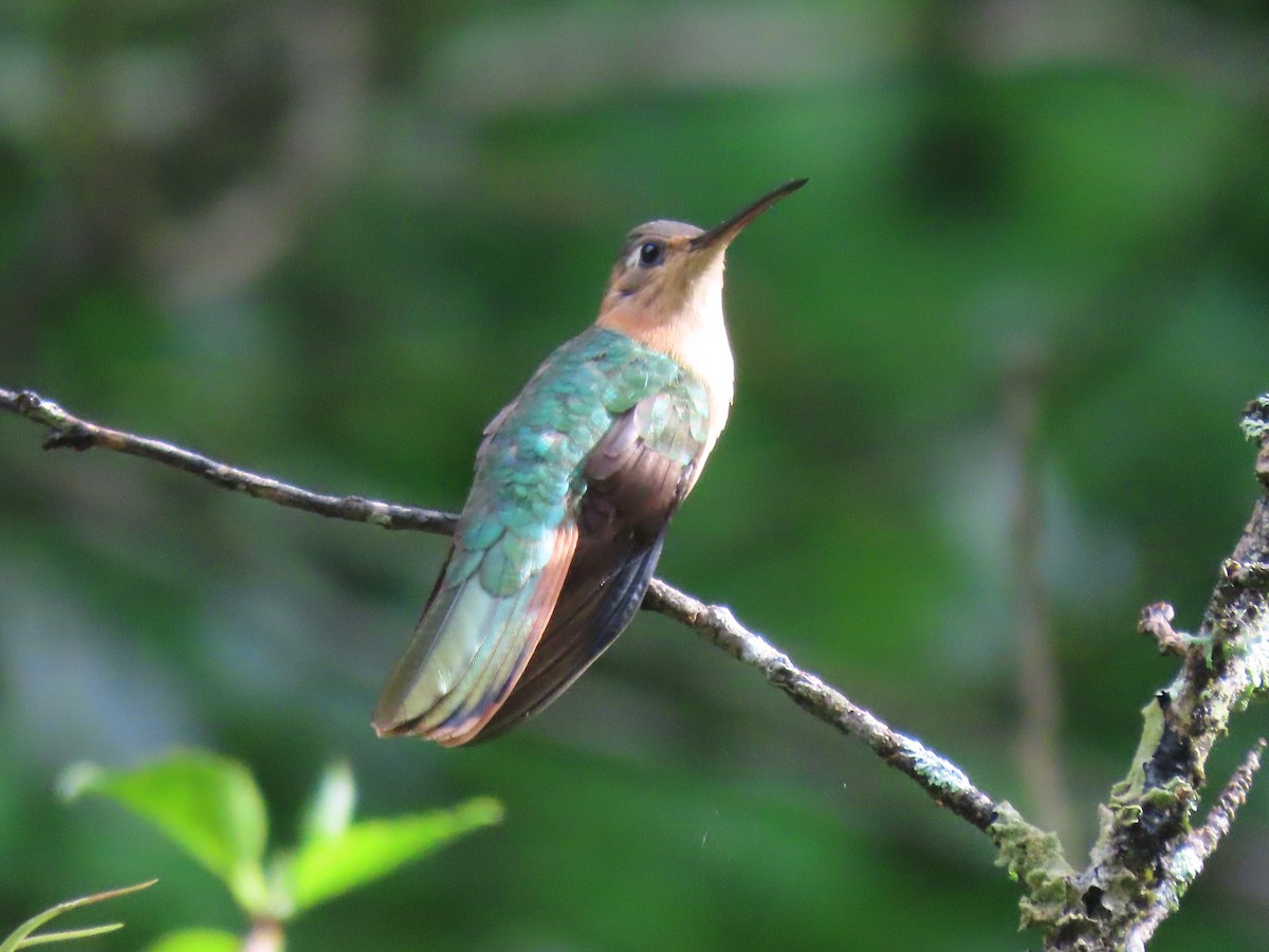 Rufous Sabrewing - Emanuel Serech