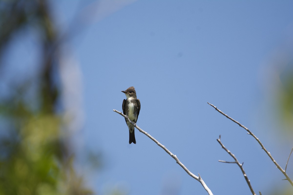 Olive-sided Flycatcher - ML608844956