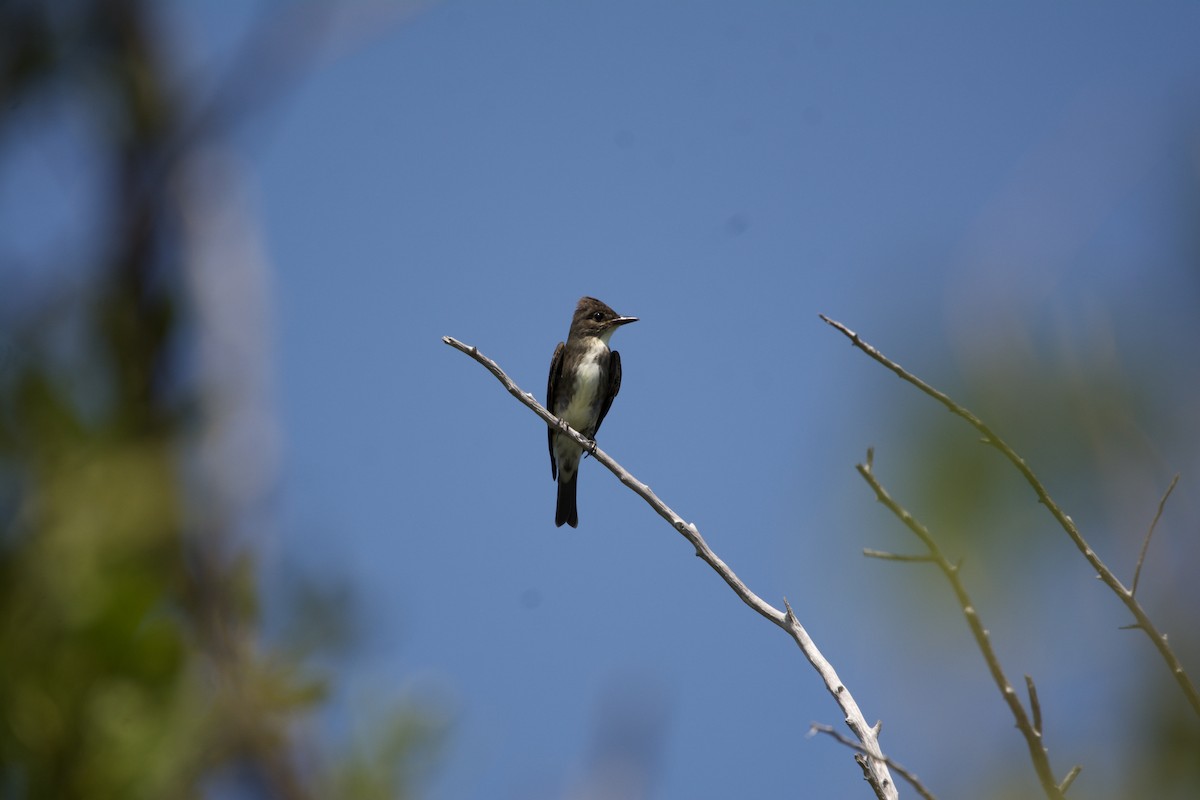 Olive-sided Flycatcher - ML608844958