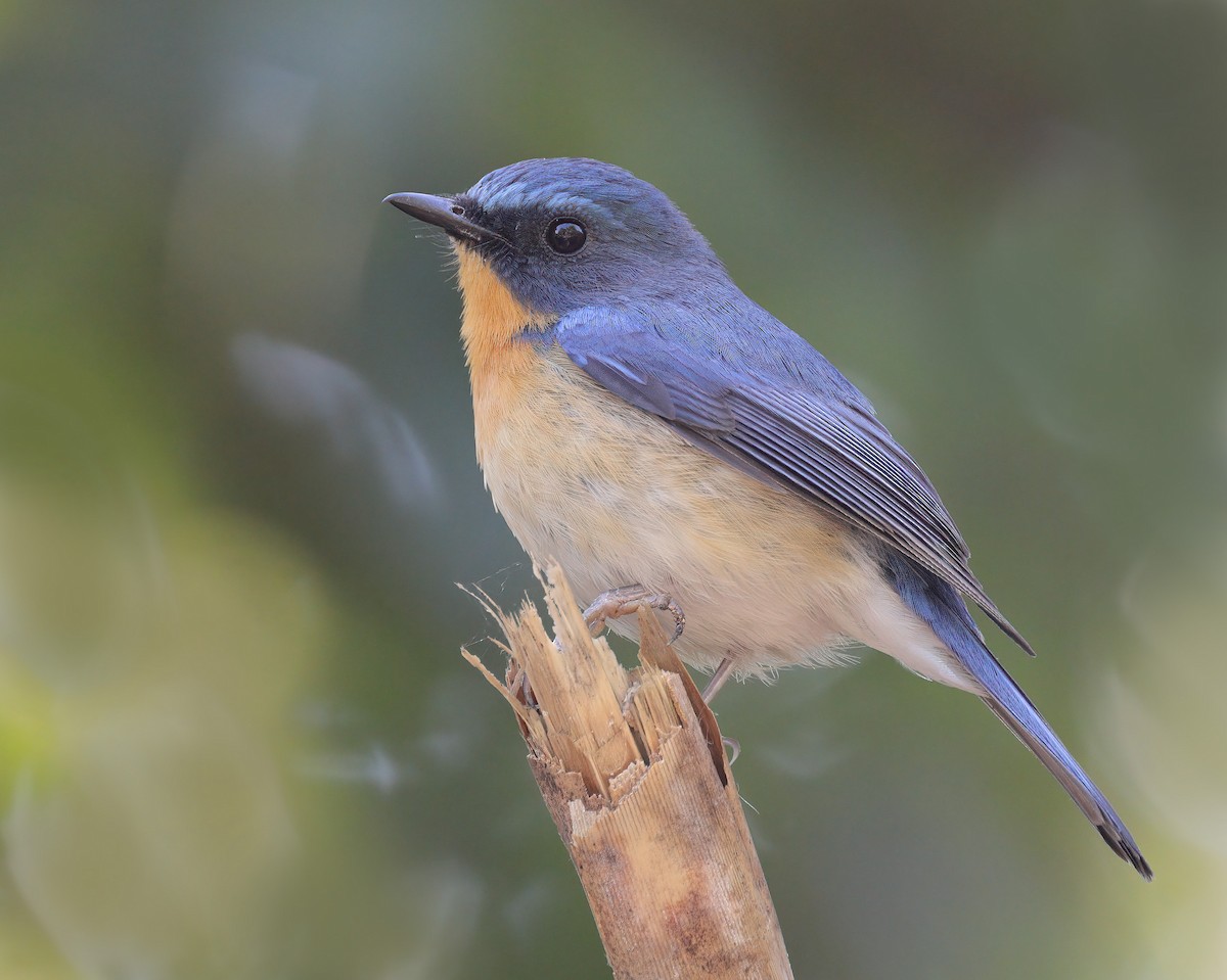 Hill Blue Flycatcher - ML608844960