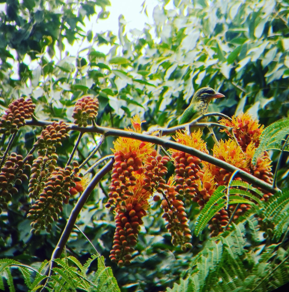 White-cheeked Barbet - ML608844969