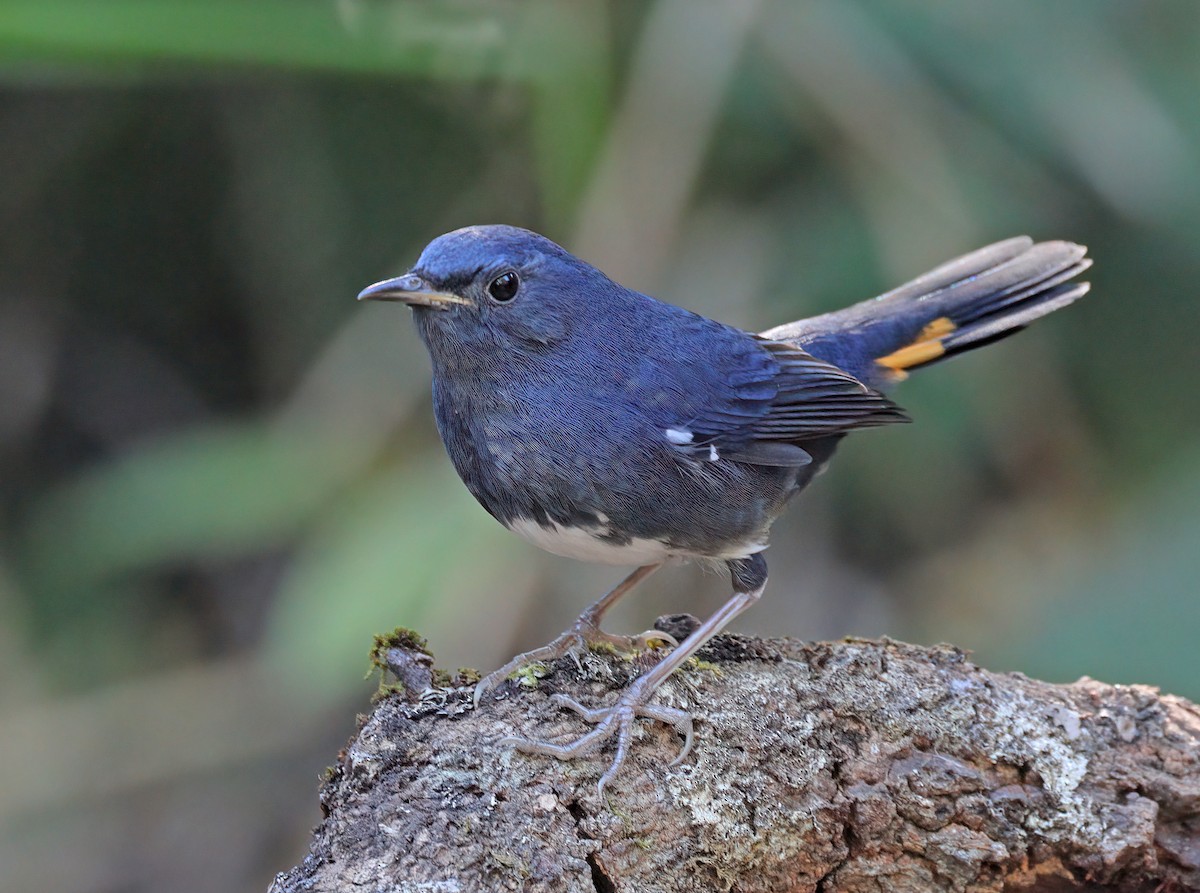 White-bellied Redstart - ML608844974