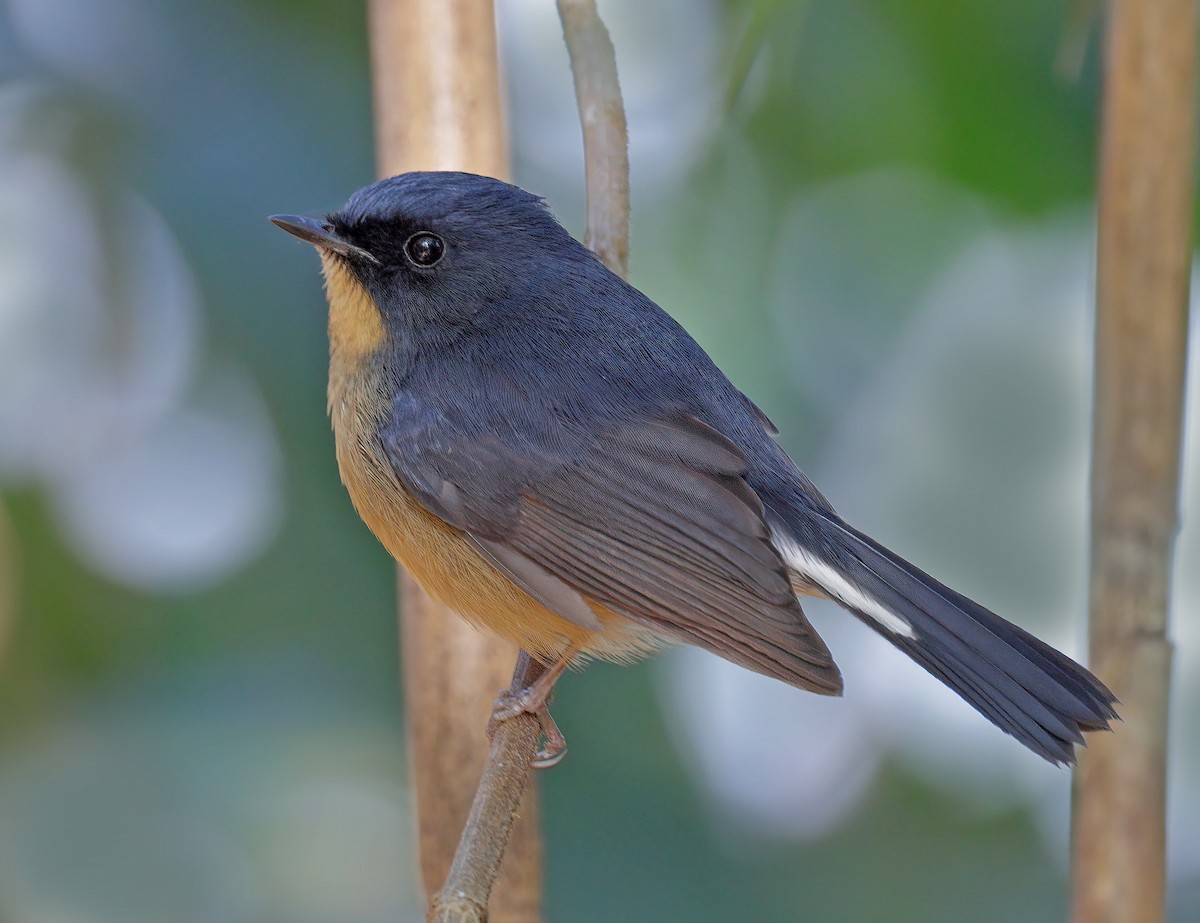 Slaty-backed Flycatcher - ML608844980