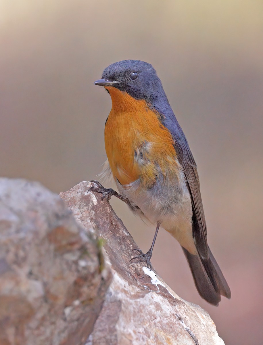 Slaty-blue Flycatcher - ML608844984