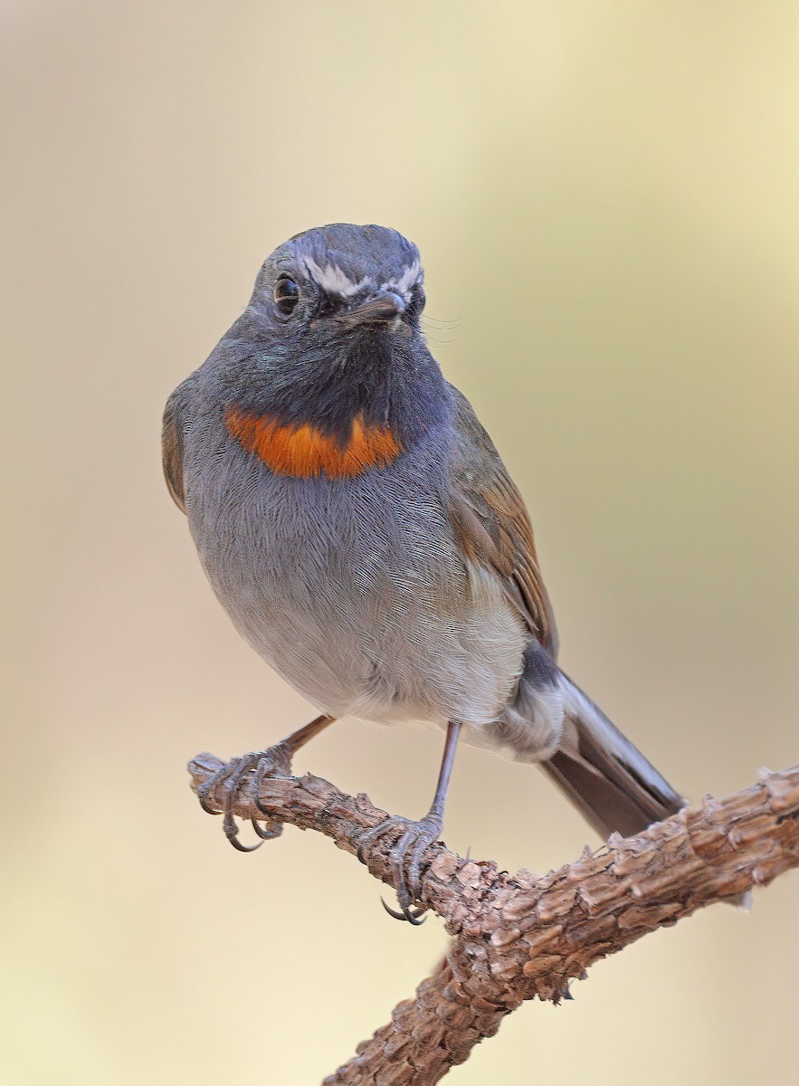 Rufous-gorgeted Flycatcher - ML608844986