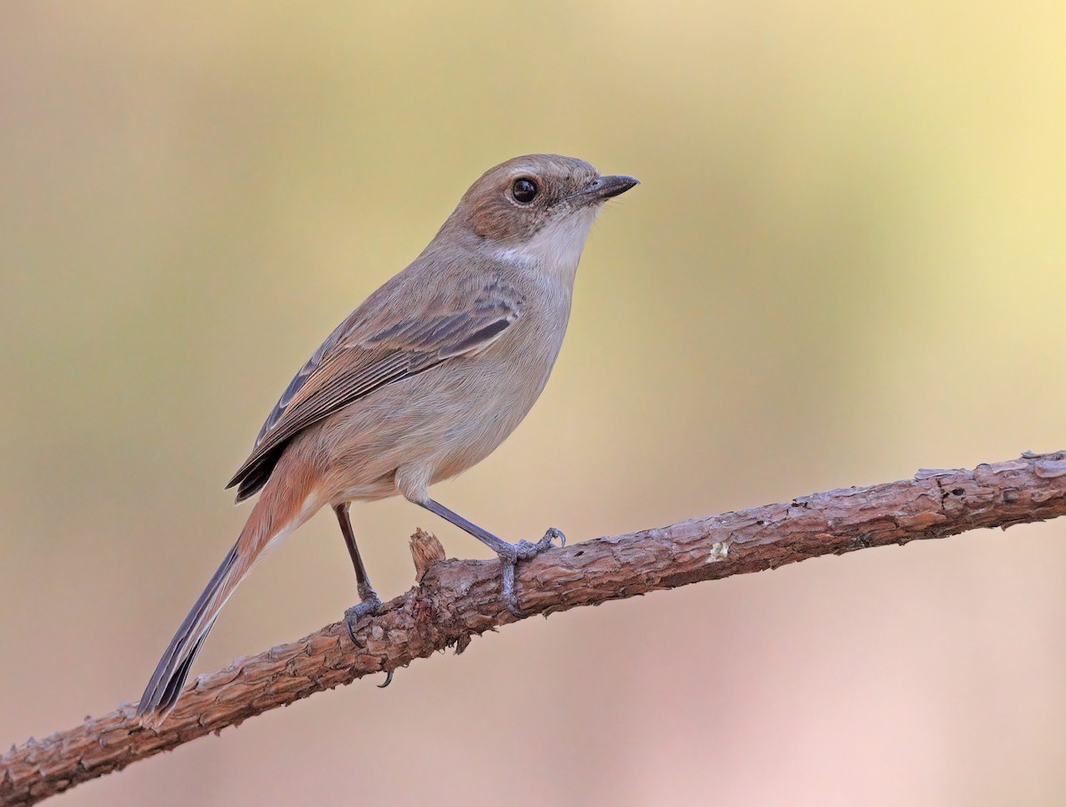 Gray Bushchat - ML608844996