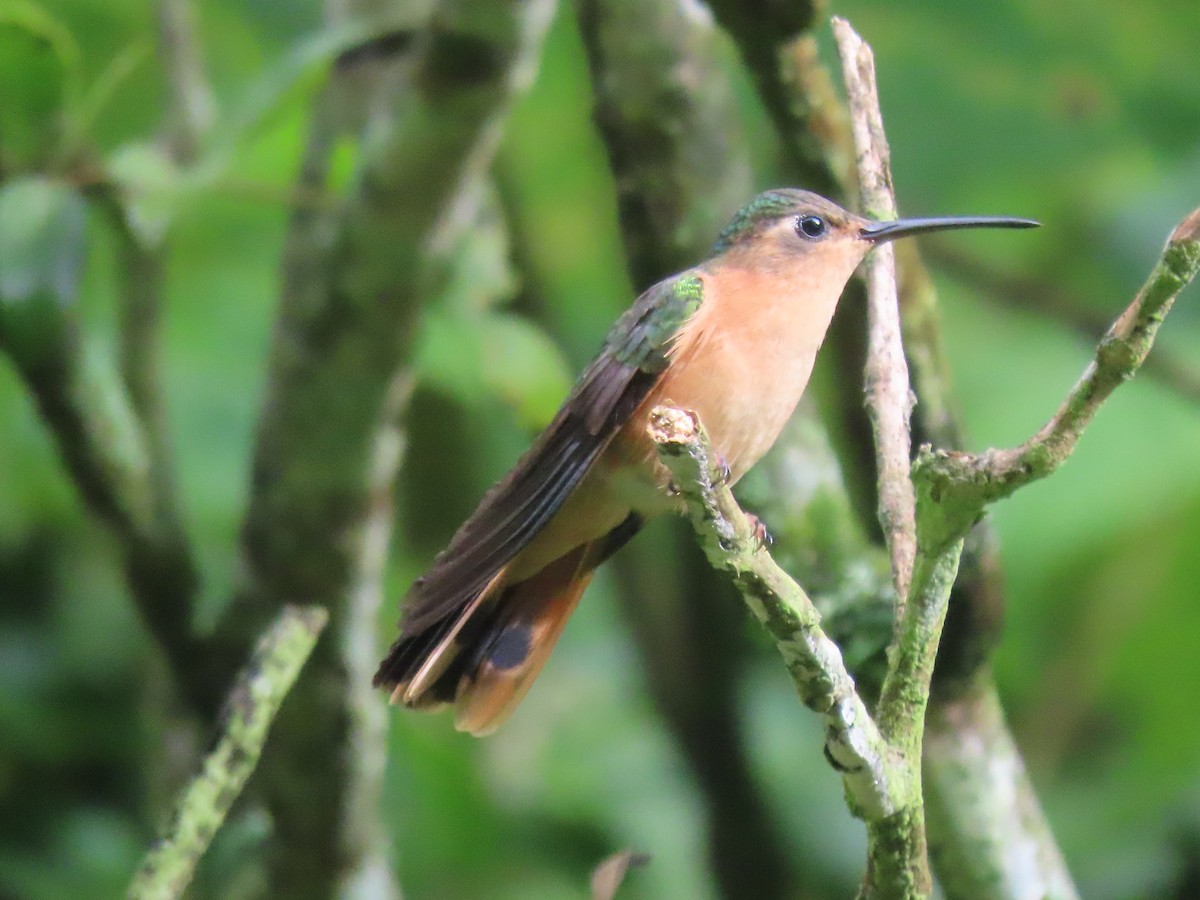 Rufous Sabrewing - ML608844999