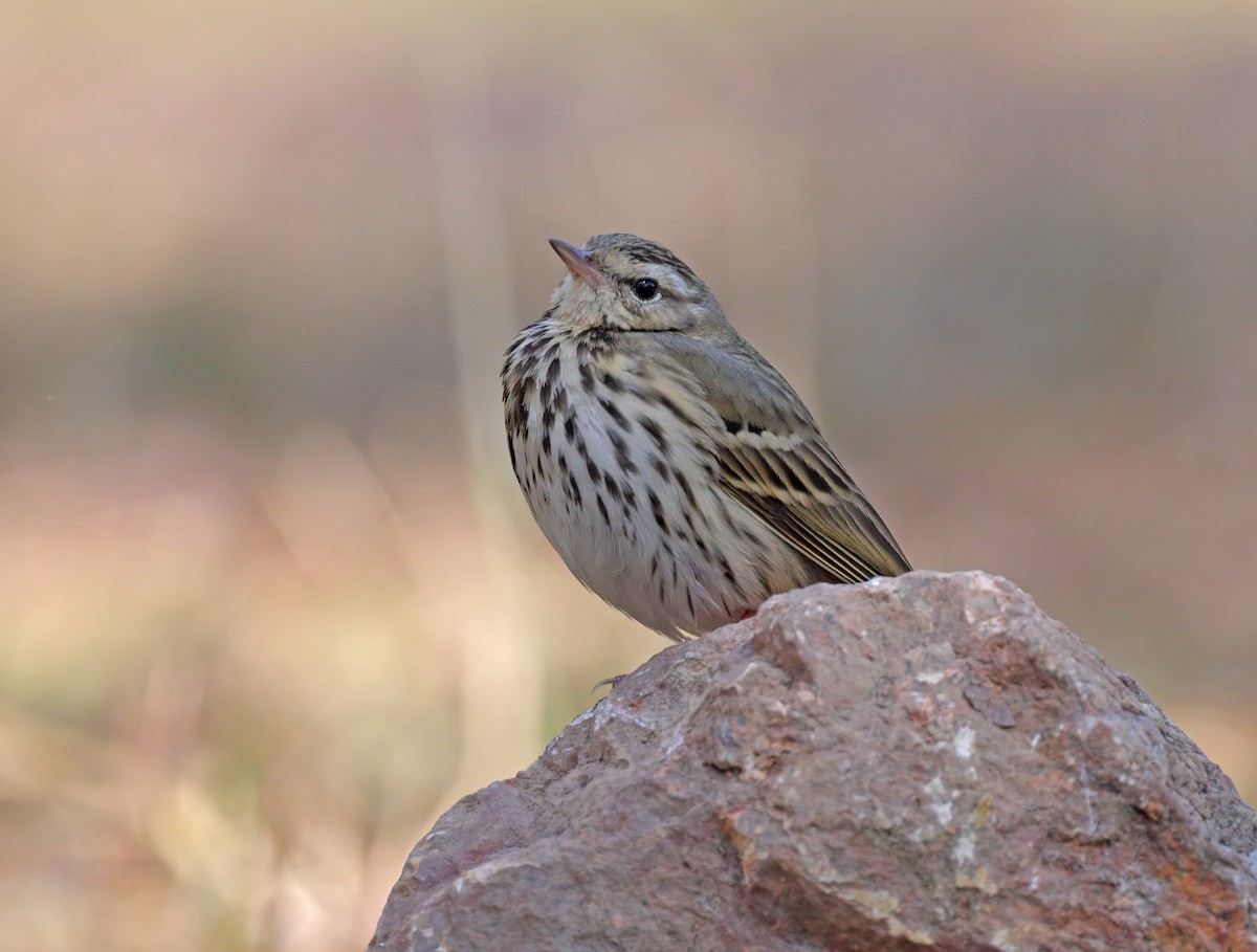 Olive-backed Pipit - ML608845009
