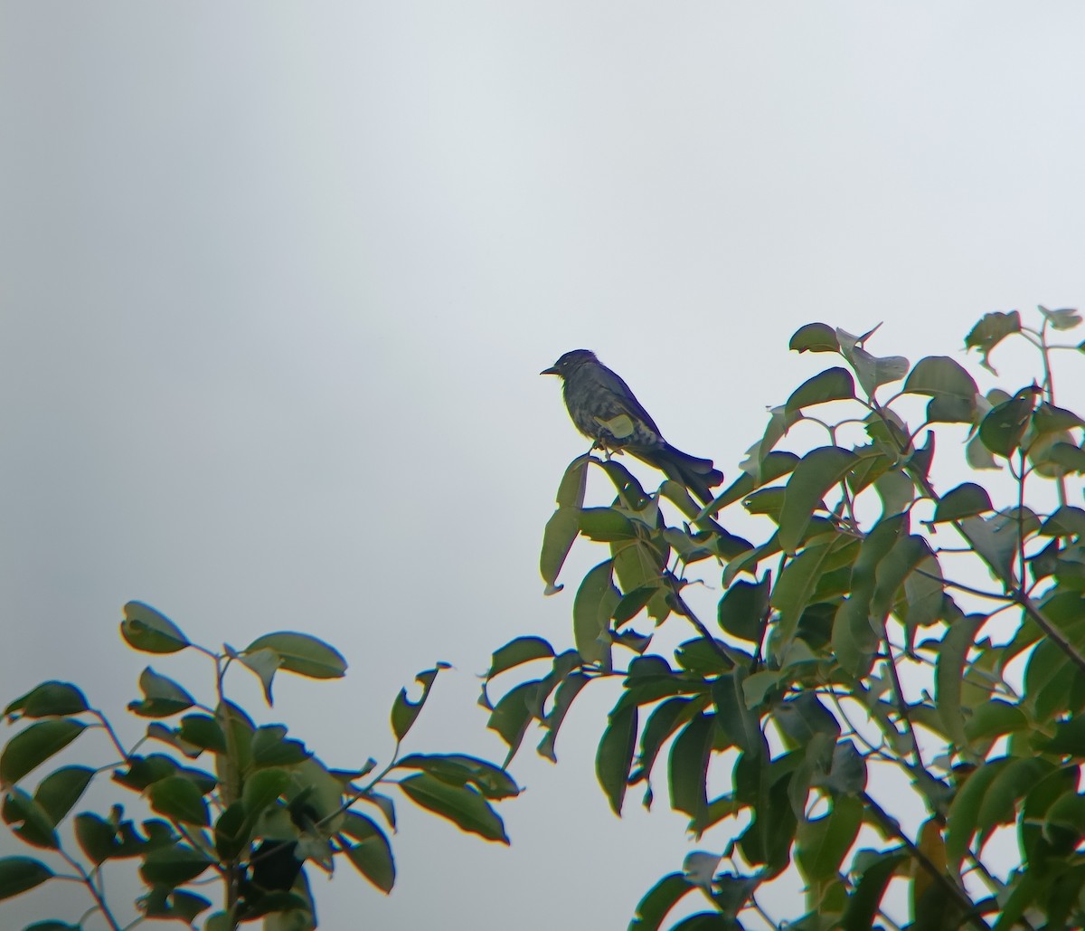 svartdrongo - ML608845014