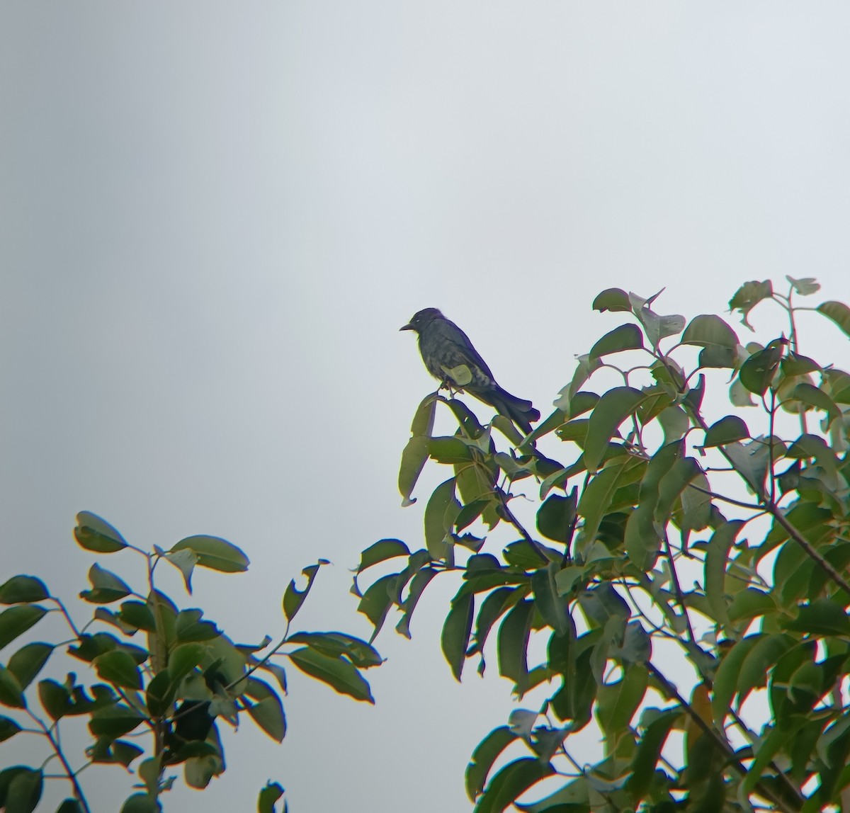 svartdrongo - ML608845015