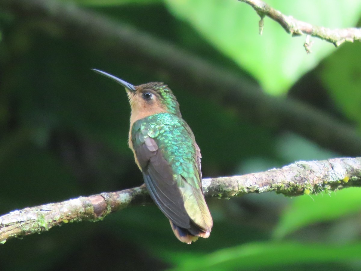 Rufous Sabrewing - Emanuel Serech