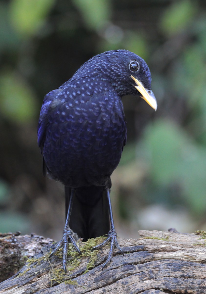 Blue Whistling-Thrush - ML608845035