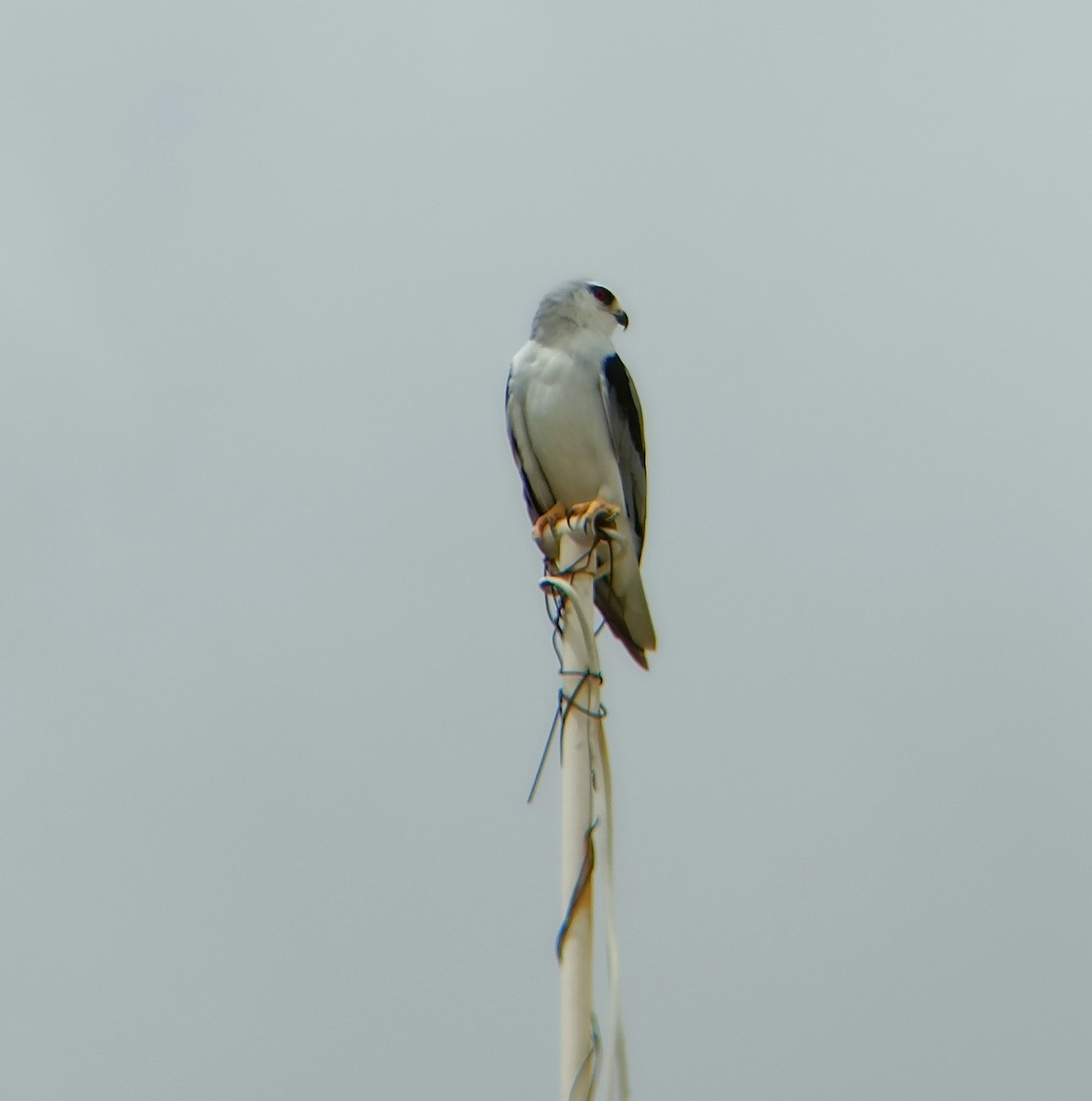 Black-winged Kite - ML608845037