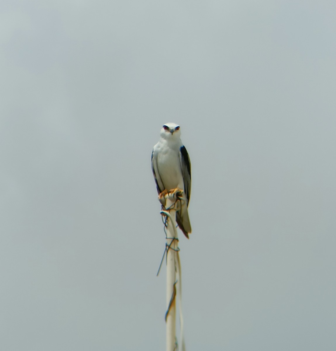 黑翅鳶 - ML608845038