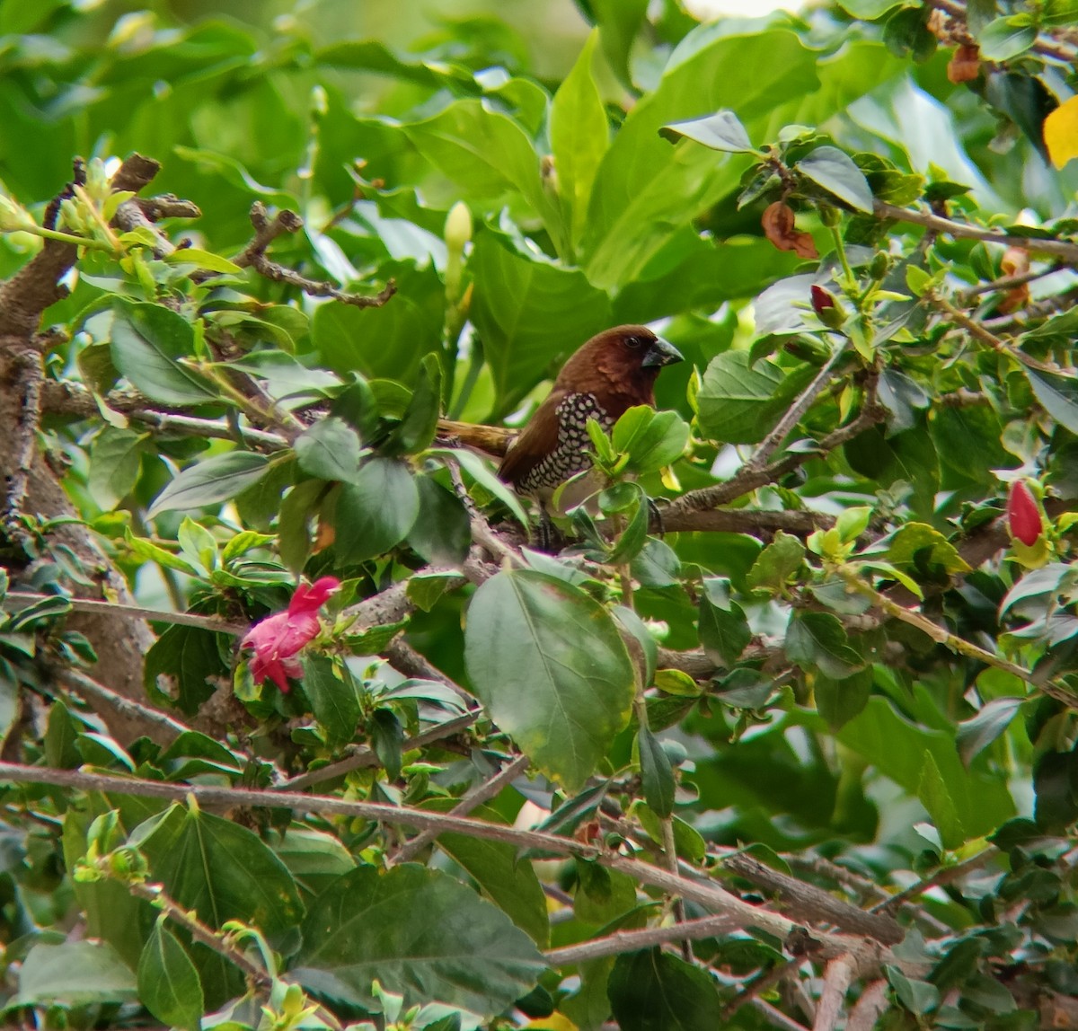 Scaly-breasted Munia - ML608845050