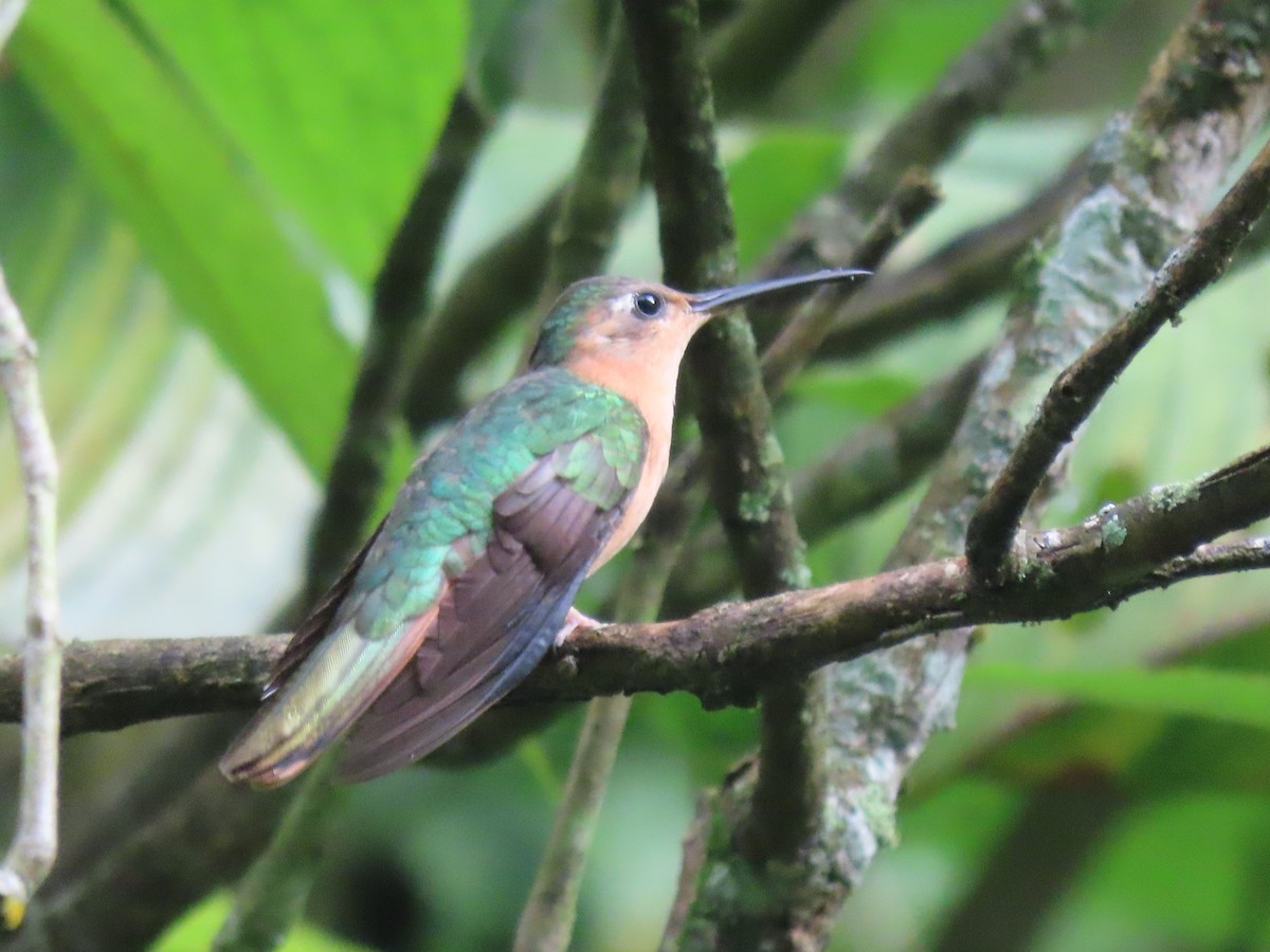 Colibrí Rojizo Mexicano - ML608845068