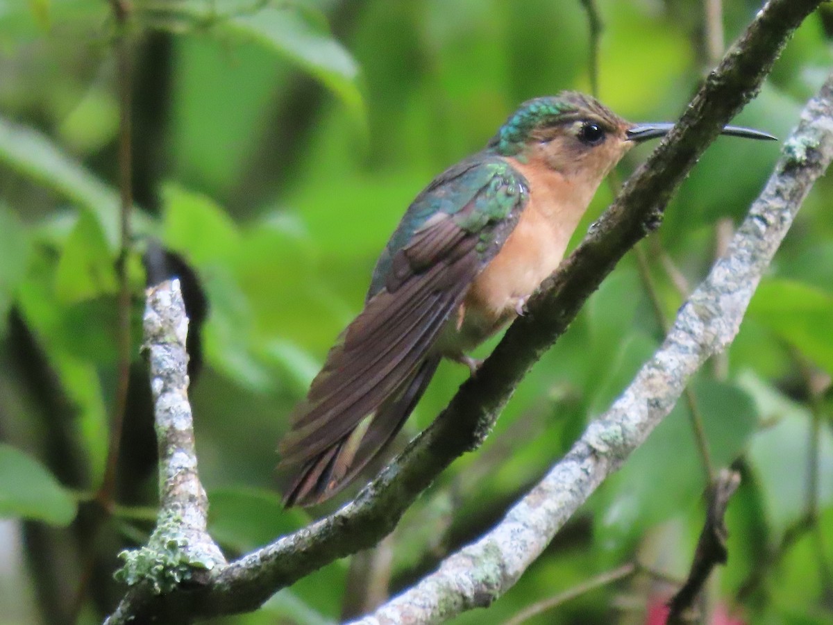 Rufous Sabrewing - ML608845070