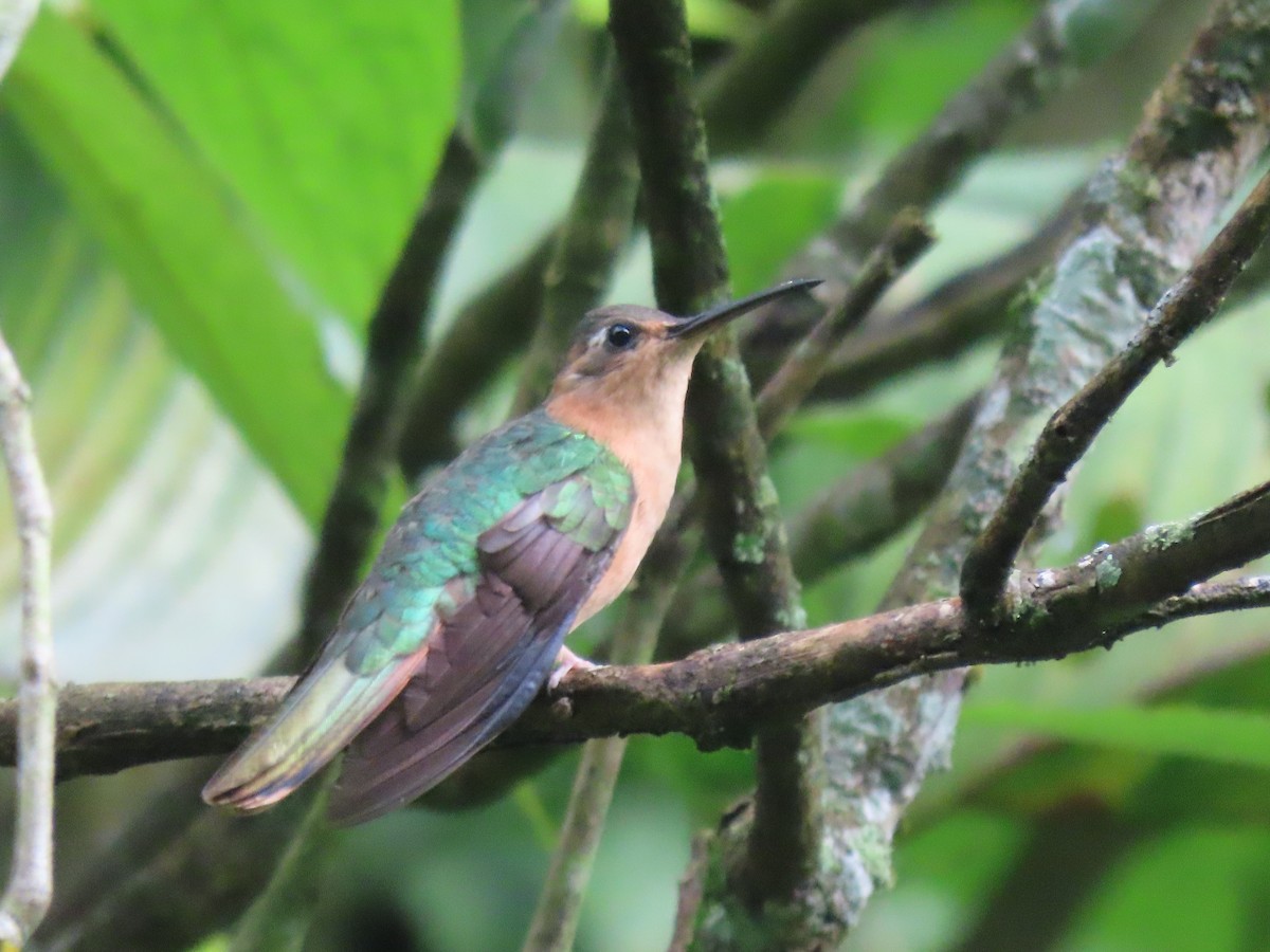 Rufous Sabrewing - Emanuel Serech