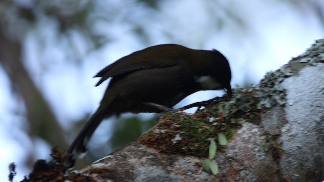 Eastern Whipbird - ML608845123