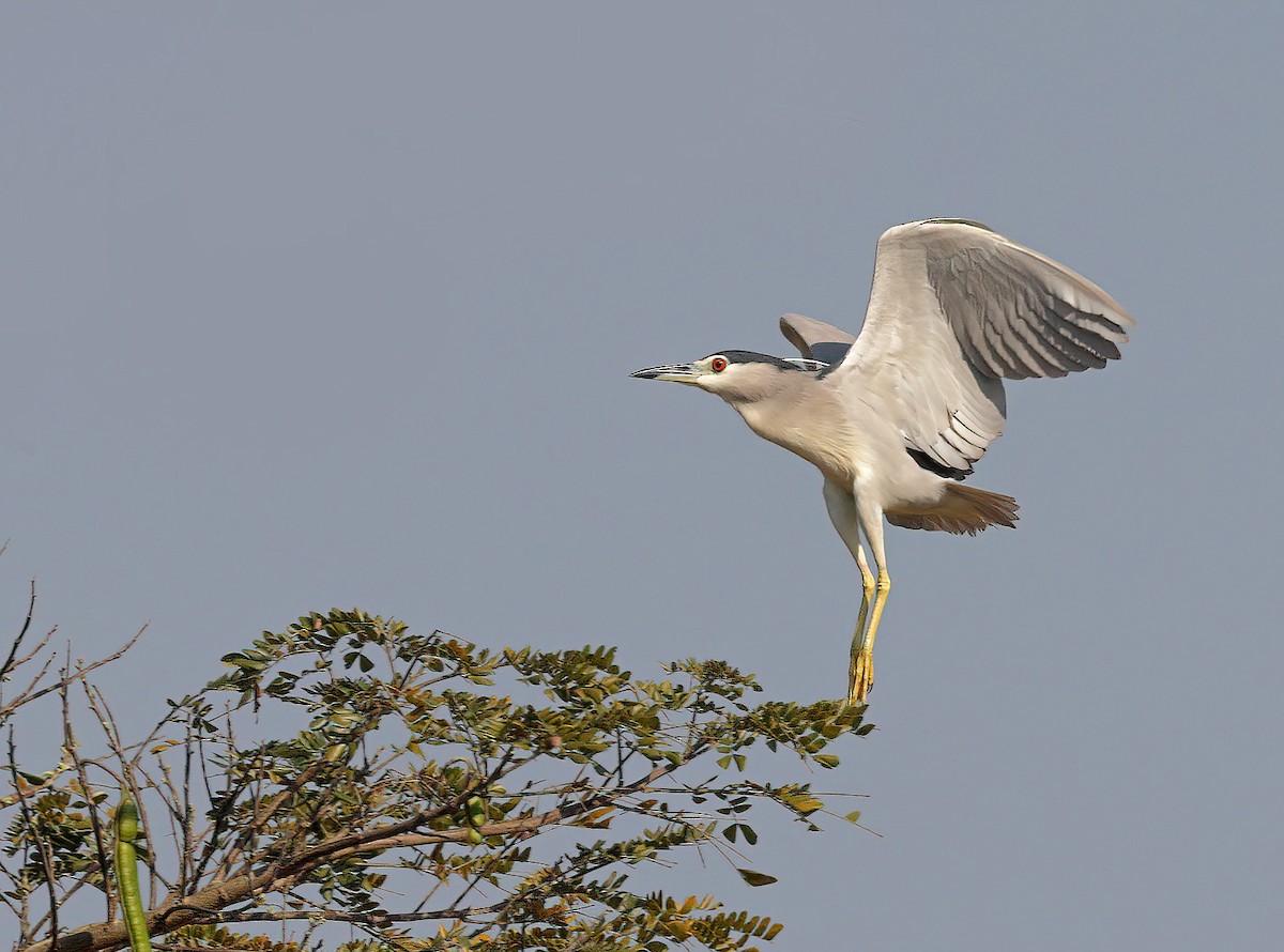 Black-crowned Night Heron - ML608845174