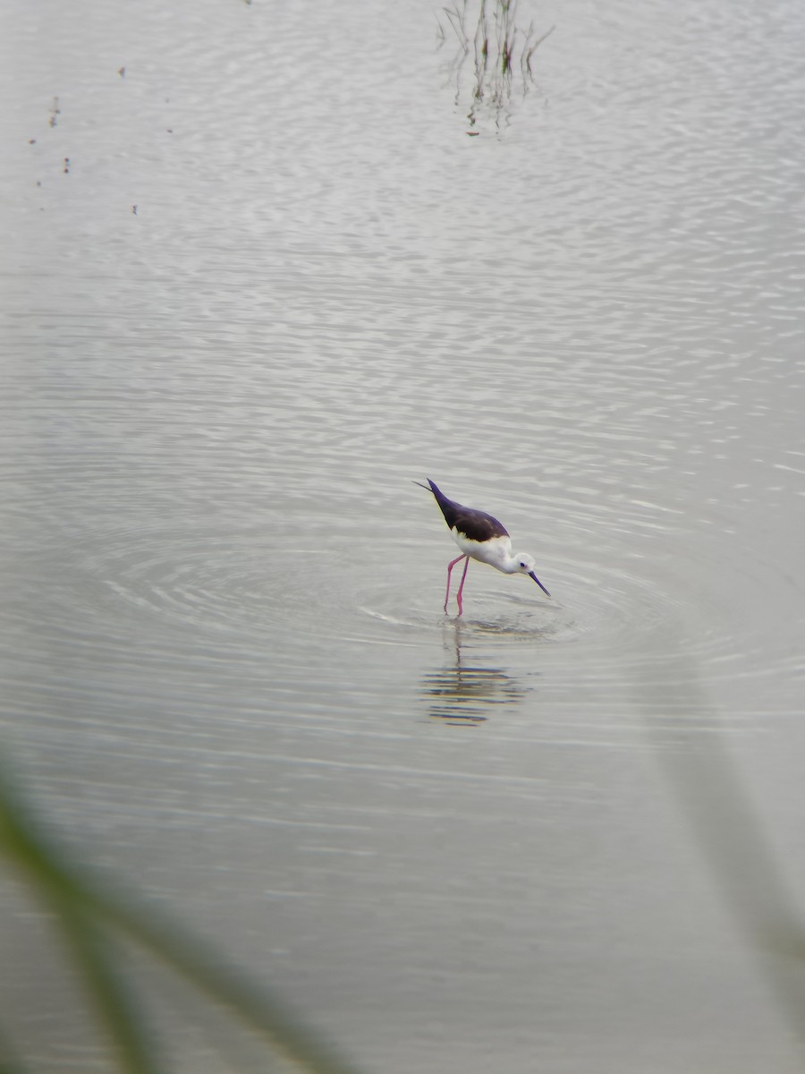 Black-winged Stilt - ML608845181