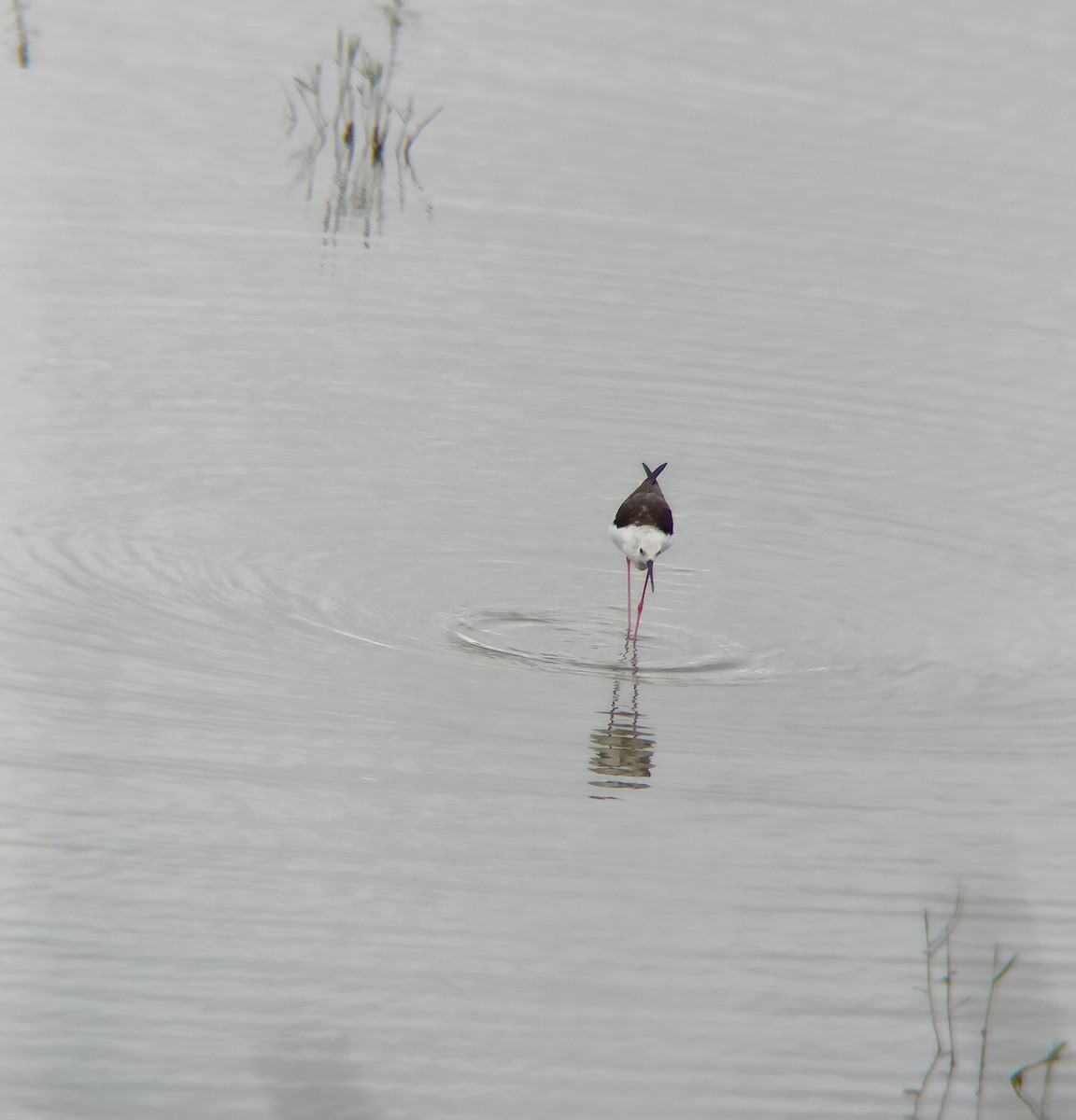 Black-winged Stilt - ML608845182