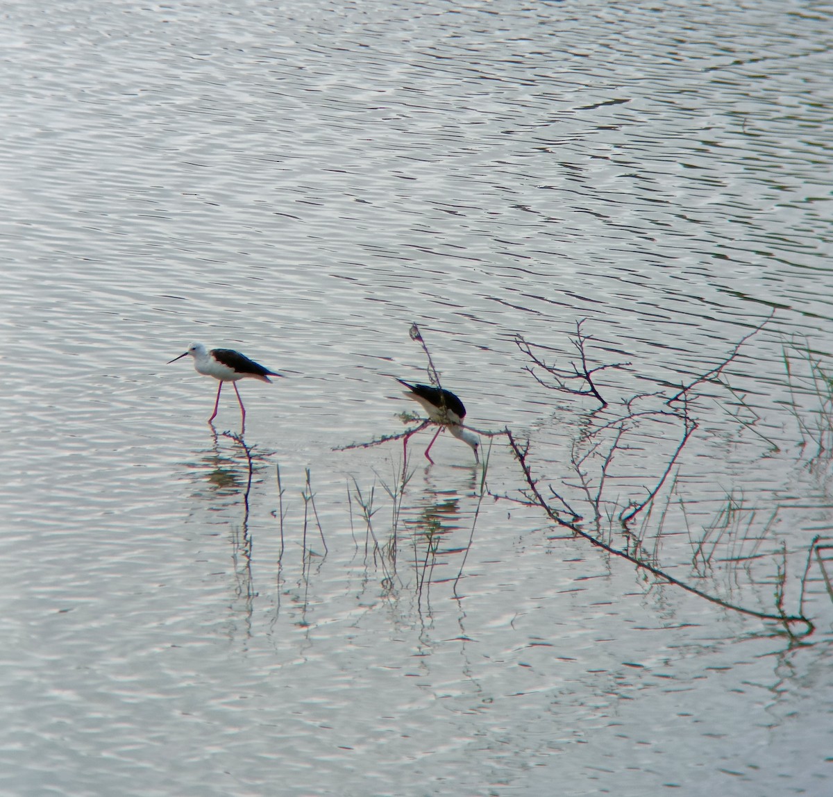 Black-winged Stilt - ML608845183