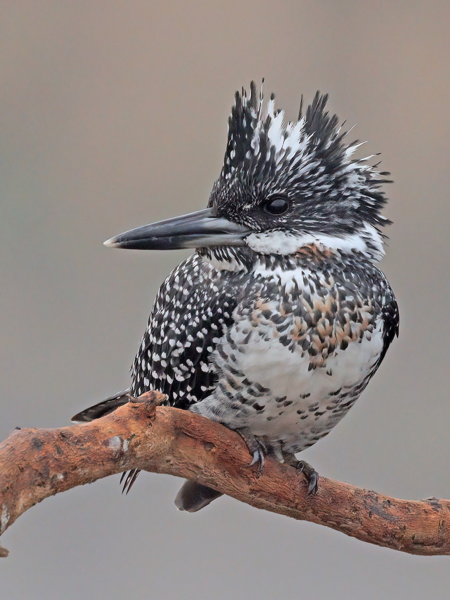 Crested Kingfisher - ML608845186