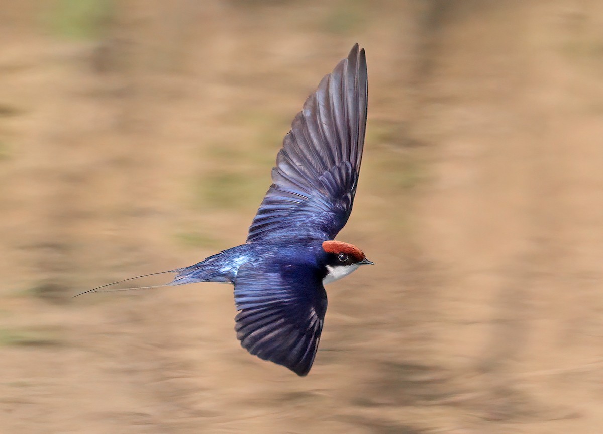 Wire-tailed Swallow - ML608845189