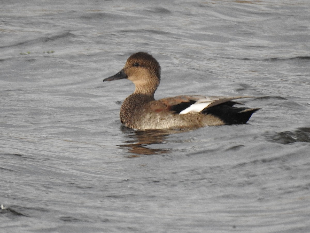 Gadwall - ML608845191