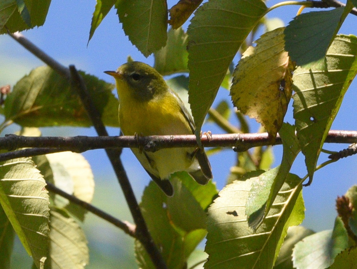 Northern Parula - ML608845210