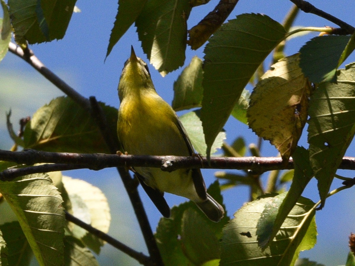 Northern Parula - ML608845211