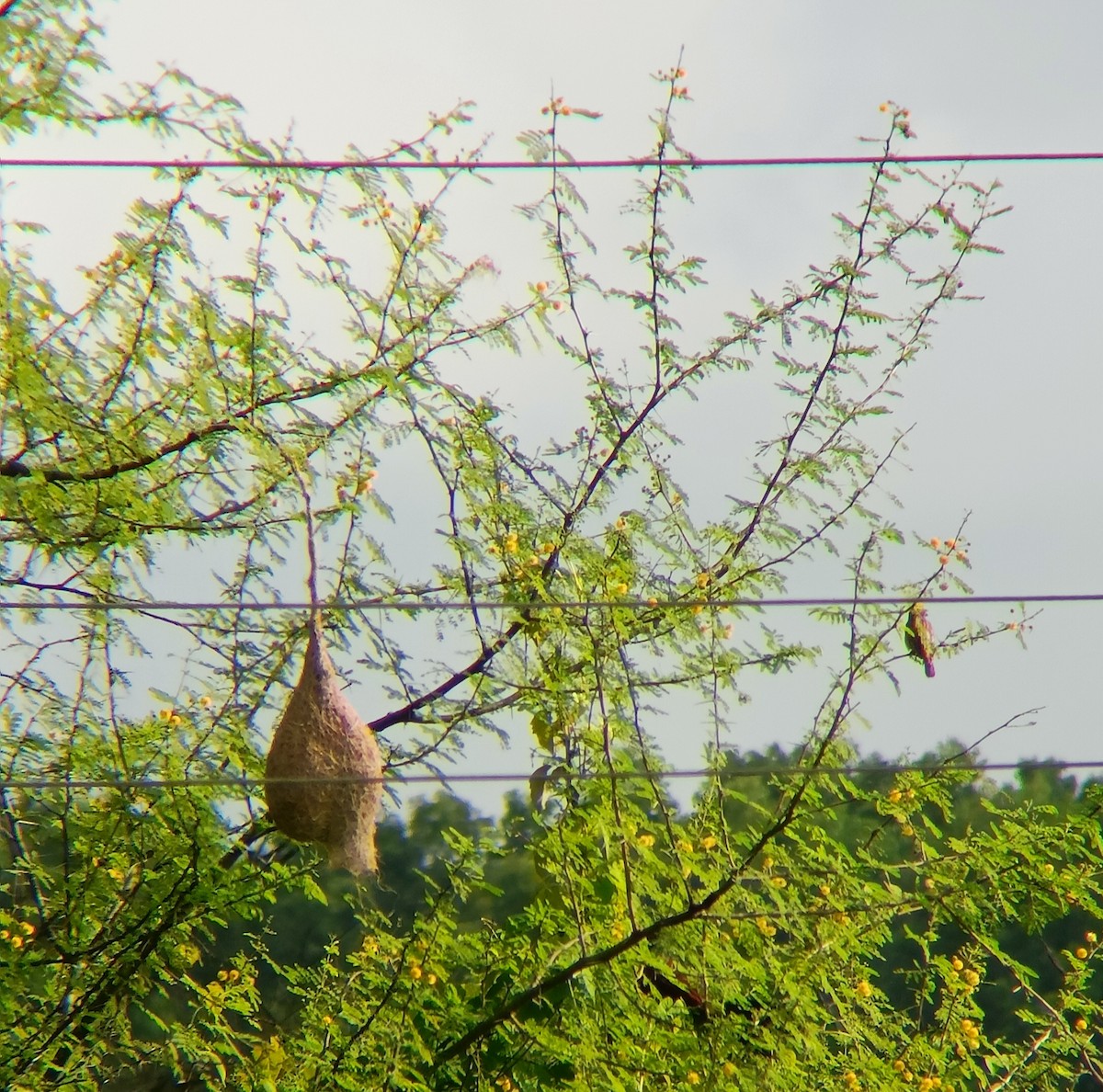 Baya Weaver - ML608845220