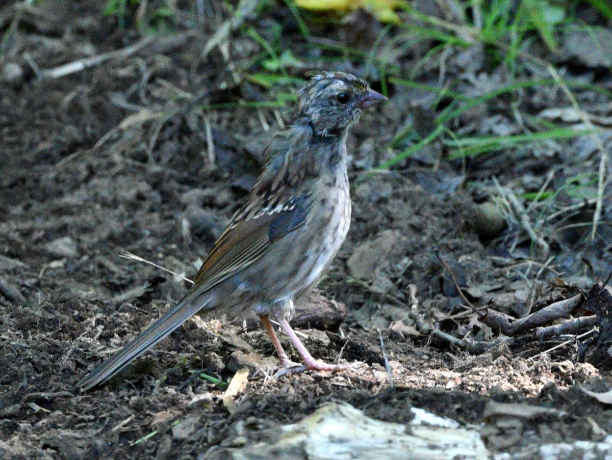 Bruant à gorge blanche - ML608845235