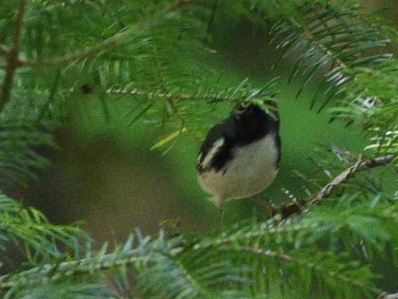 Black-throated Blue Warbler - Wendy Hill