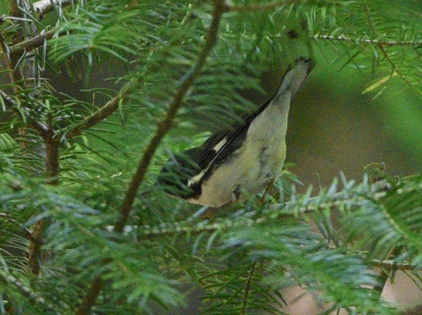 Black-throated Blue Warbler - Wendy Hill