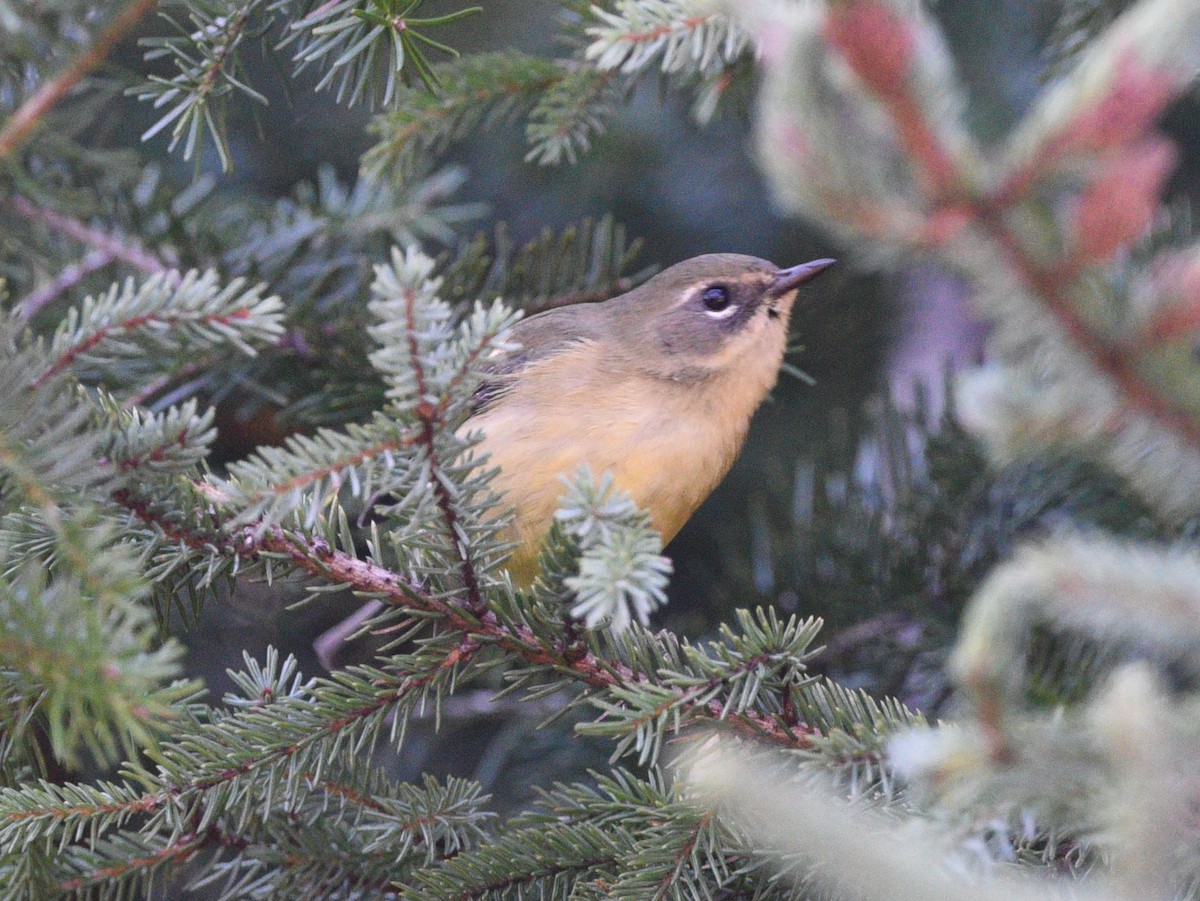 Black-throated Blue Warbler - ML608845254