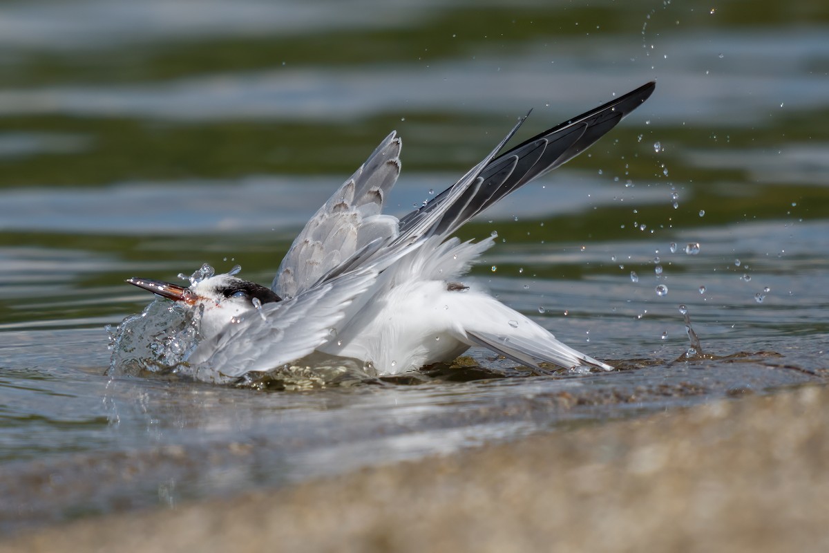 Common Tern - Dylan Buell