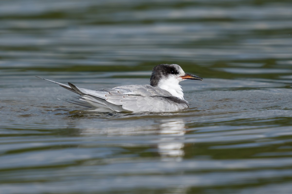 Common Tern - Dylan Buell