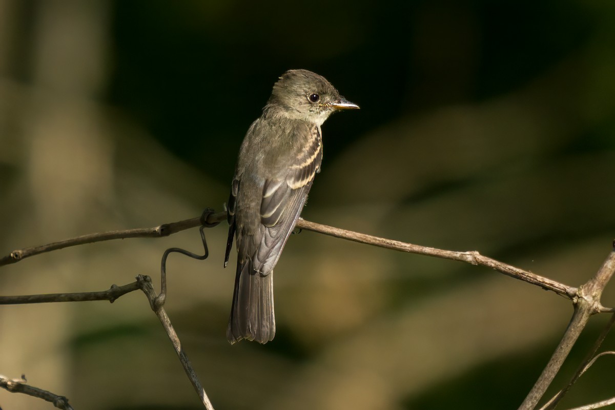 Eastern Wood-Pewee - ML608845276